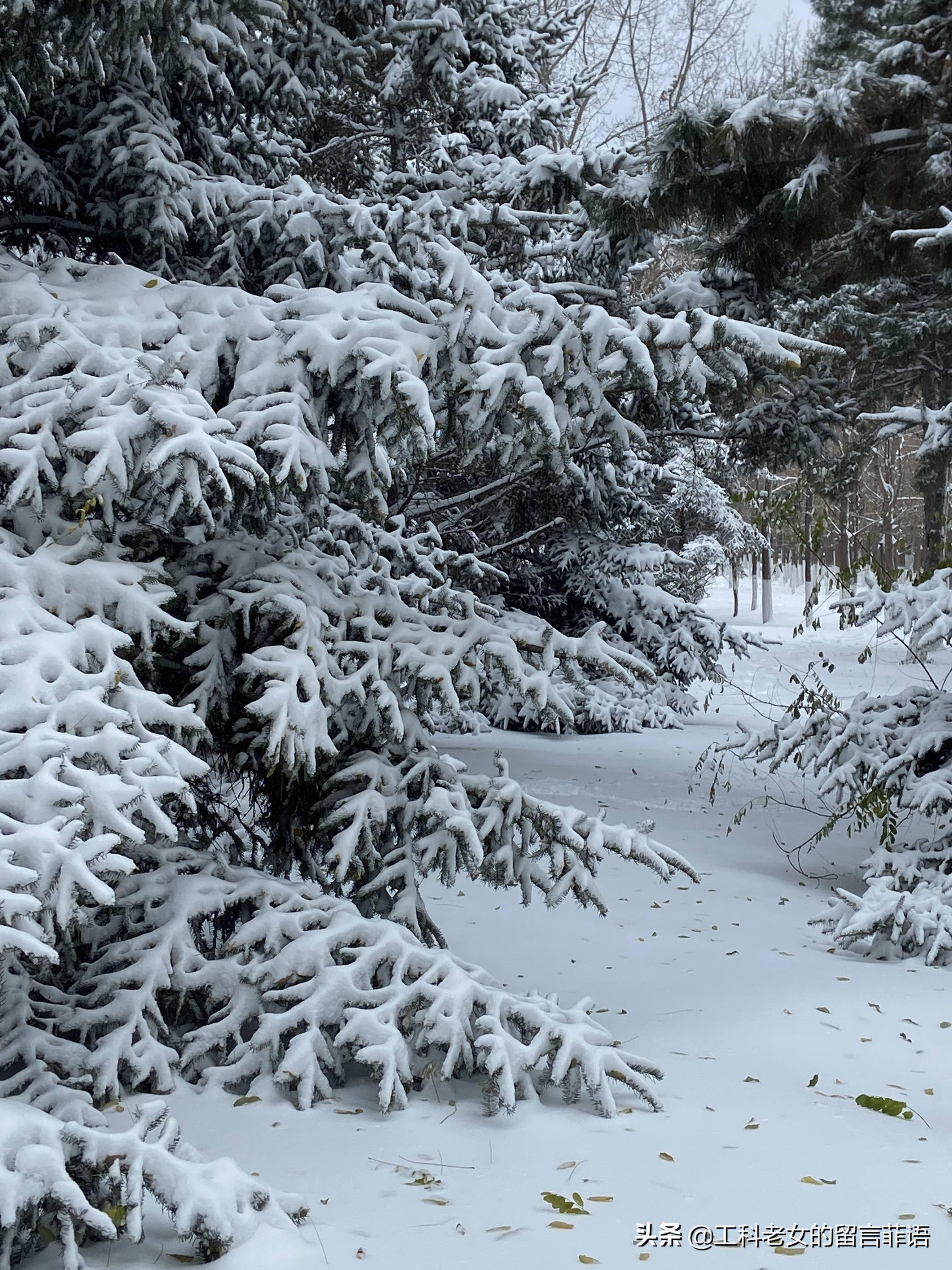 大雪压松树图片大全图片