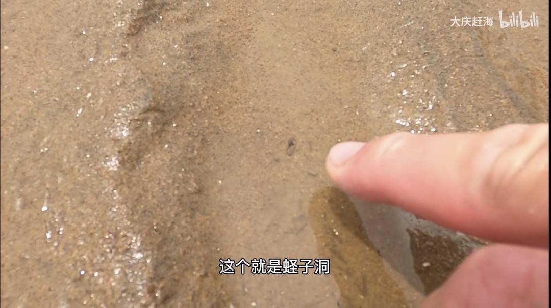 海滩走走铁锹挖挖大庆赶海为什么这么火文化观察