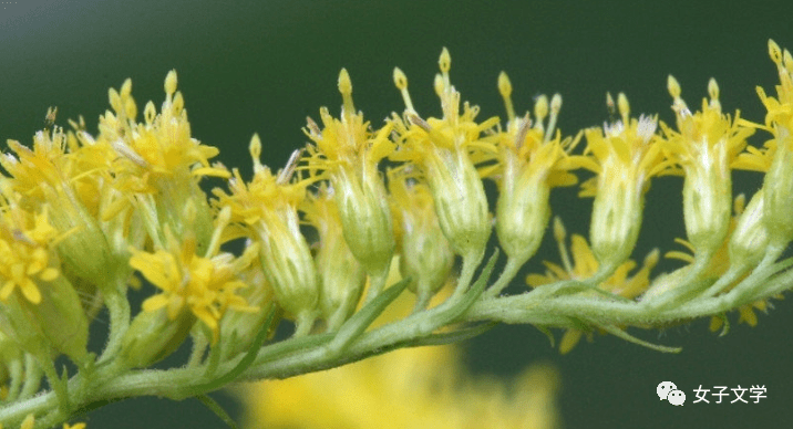 一枝黃花加拿大一枝黃花