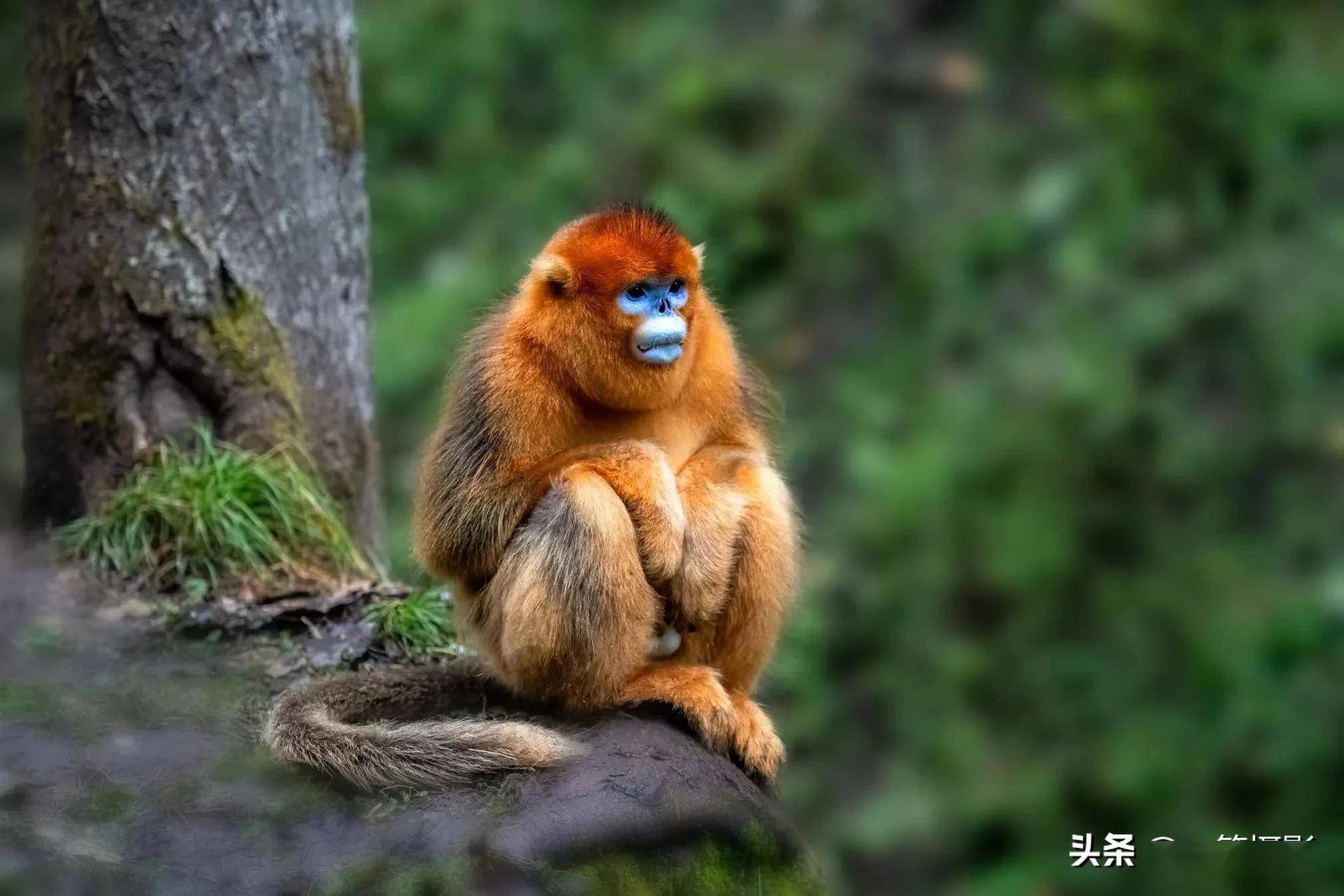 贵州武陵山脉金丝猴图片