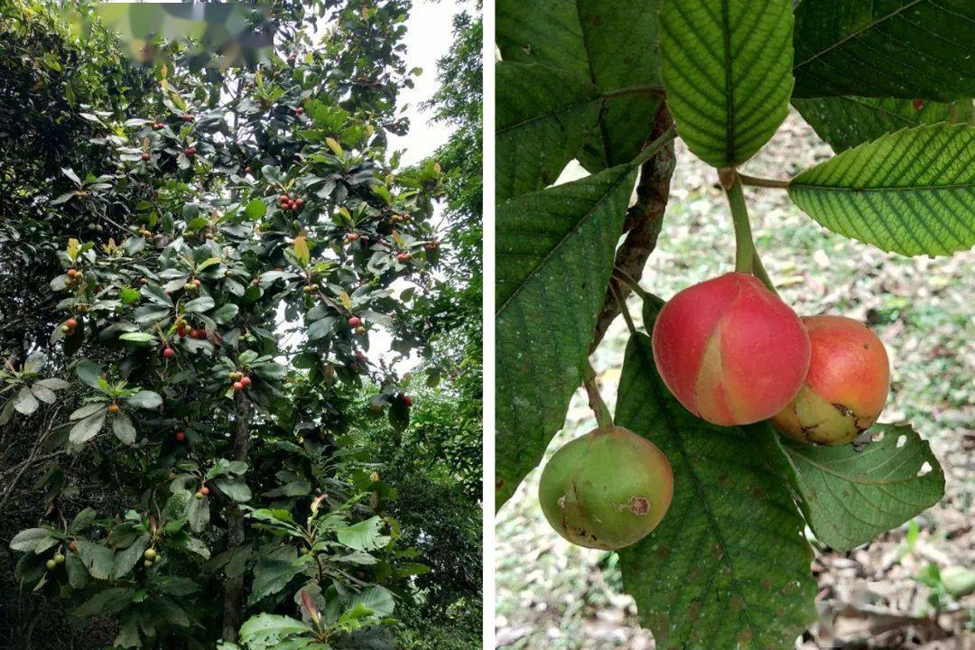 生物多樣性看西雙版納藥食同源的大花五椏果