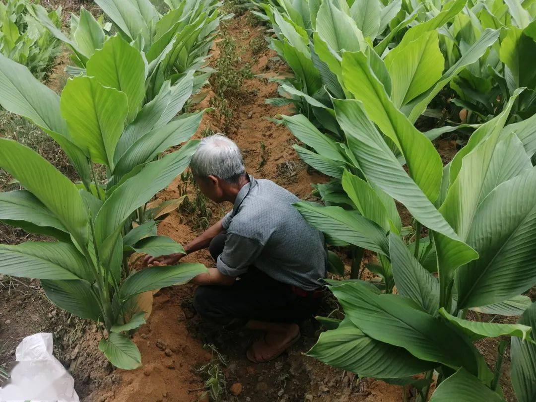 姜黄一种神奇的天然药材是良药也是美食