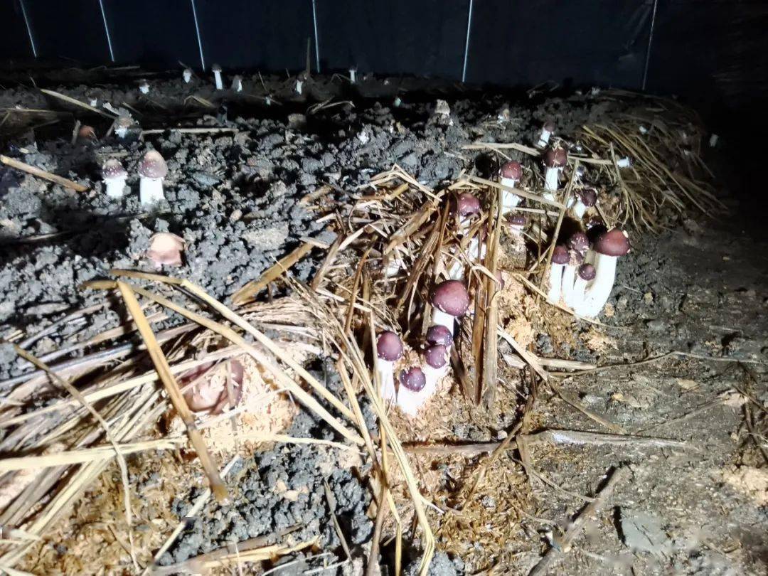 一六镇废弃秸秆种蘑菇变废为宝效益高