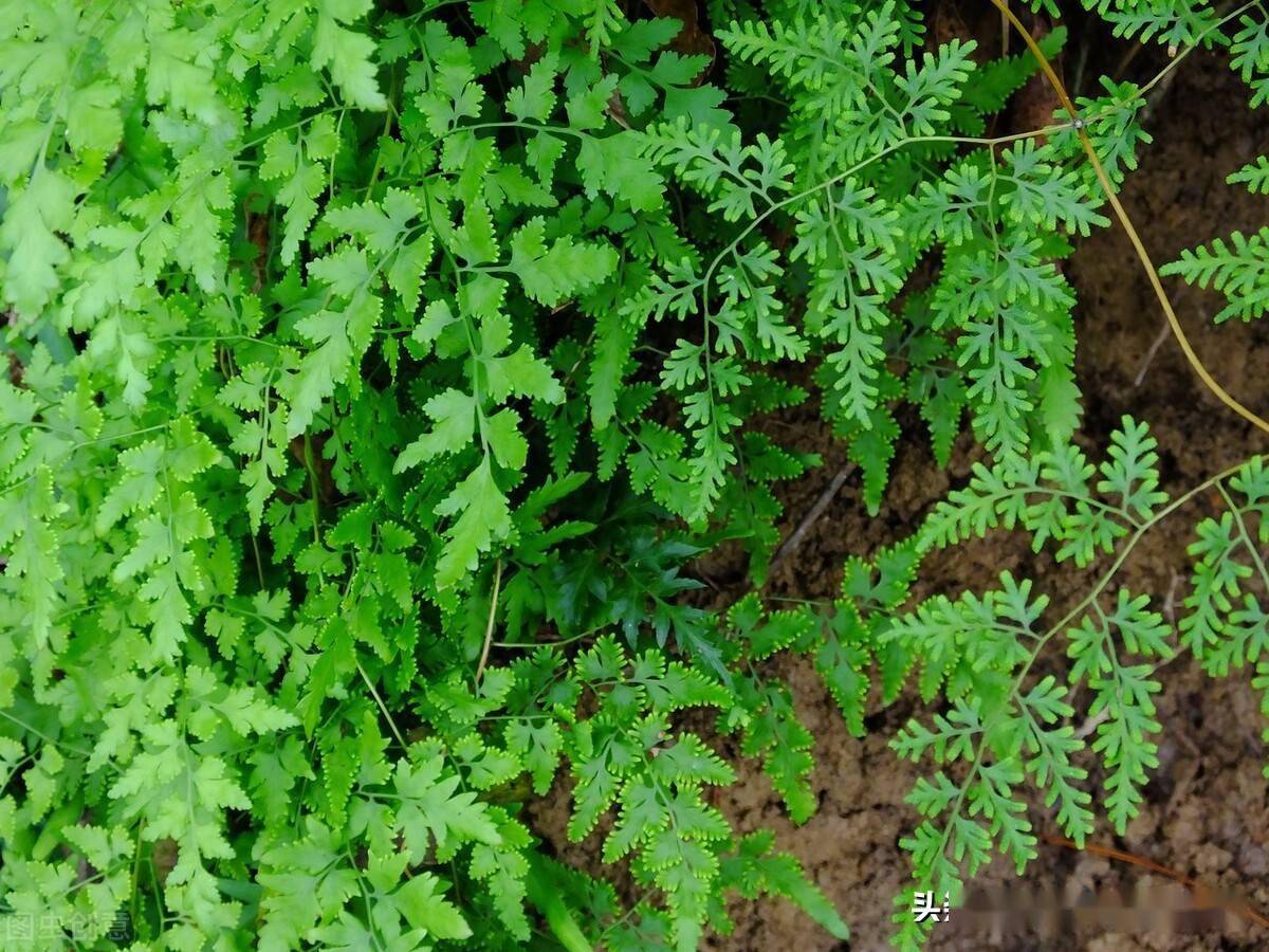 治疗结石草药植物图片图片