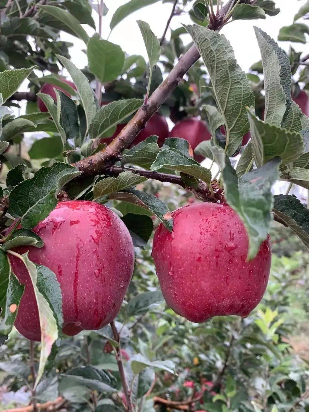 【结对地区资源宣传】甘肃甘谷县特色产品——苹果