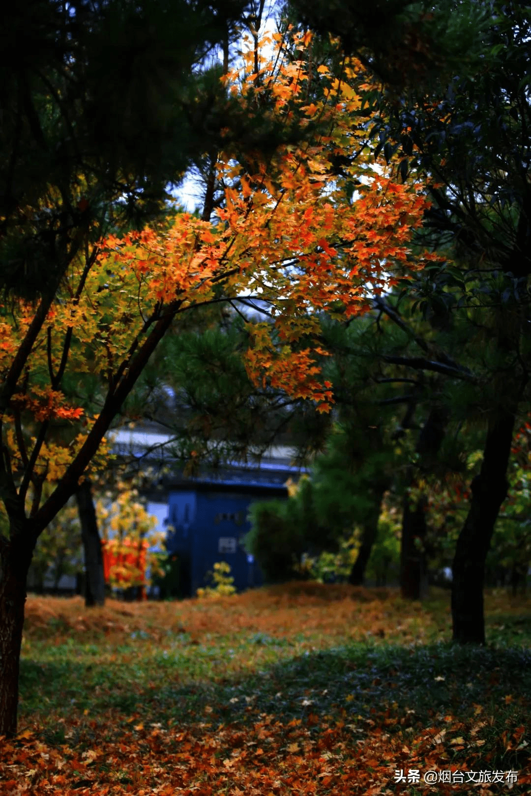 冬雨|蓬莱阁，叶，叶，叶，叶，yeah！