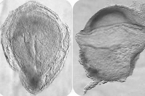 科学家透视人类发育早期阶段