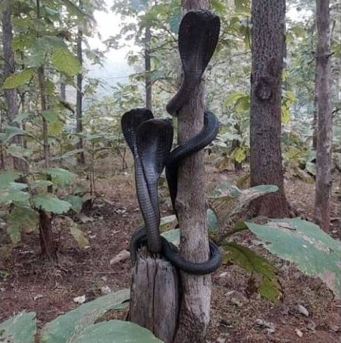 印度3条眼镜王蛇相互缠绕在一棵树上发出嘶嘶声