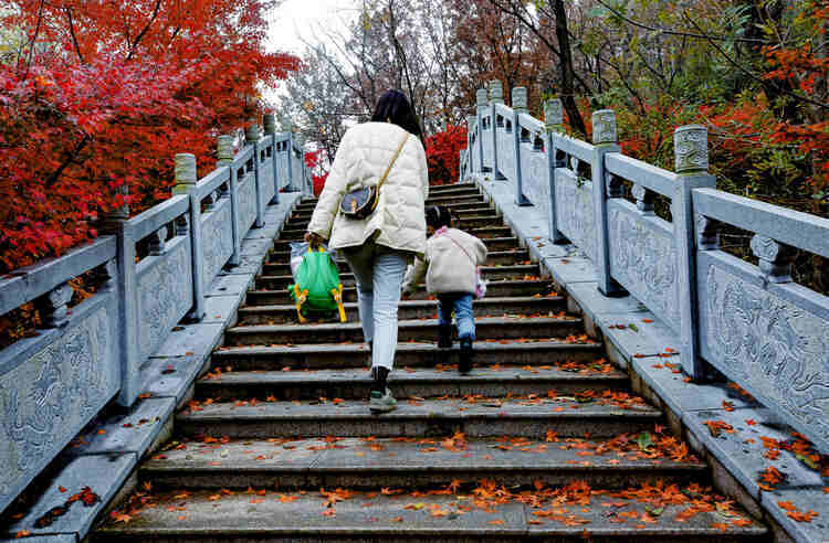 季节|连云港灌云大伊山：又是一年枫正红