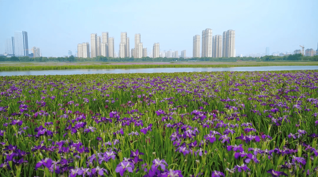 同時,享受著楊春湖一線湖岸視野,周邊,被楊春湖市政溼地公園,北洋橋