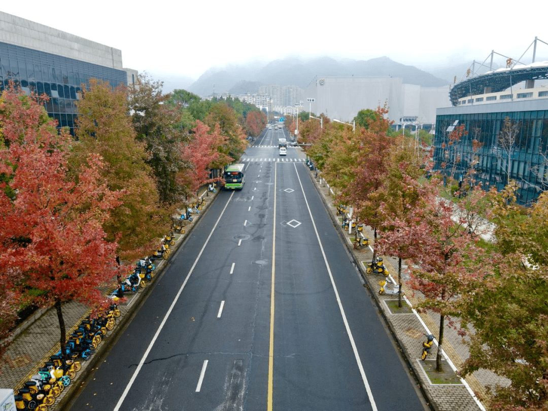 丽水市区行道树变"红"了_树种_红叶_雷路