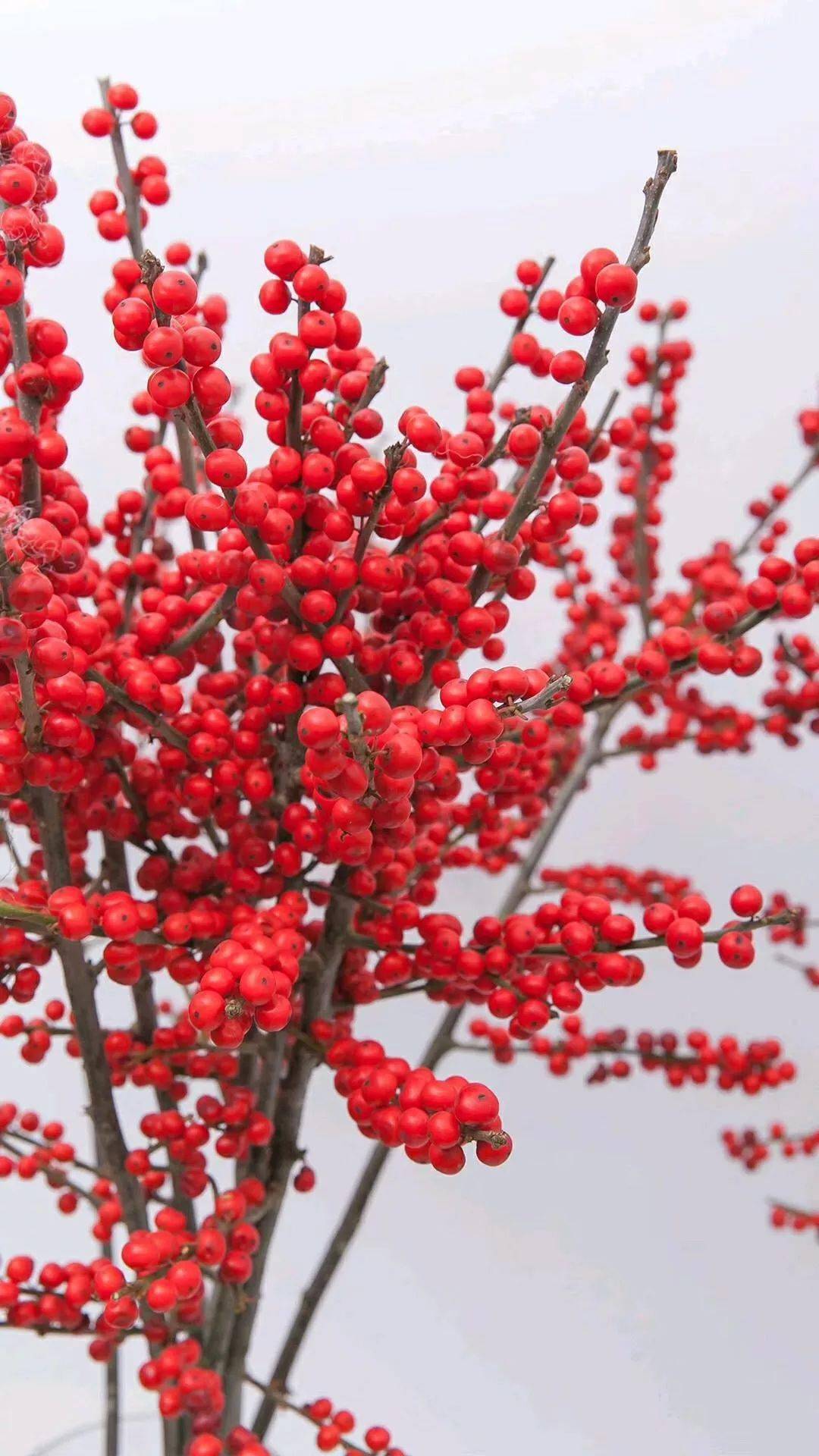 北美冬青:我很贵是有道理的
