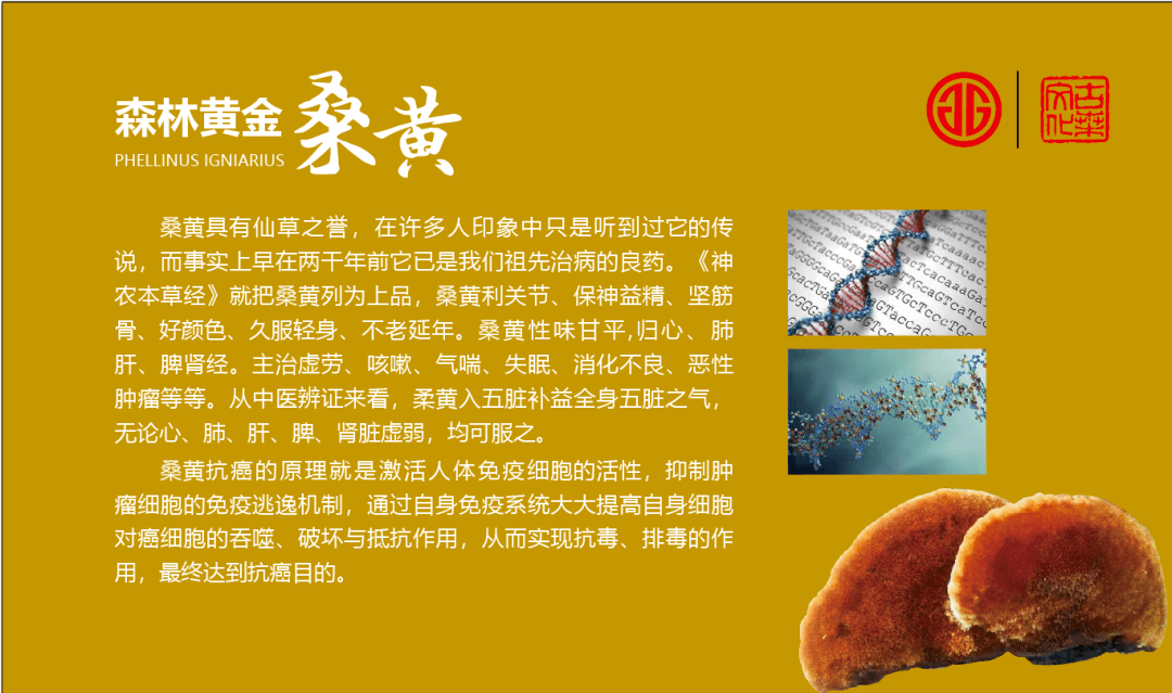 冬季养生首选桑黄