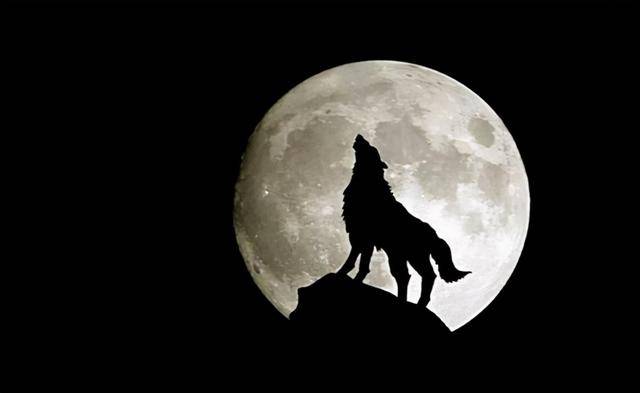 狼与满月图片图片