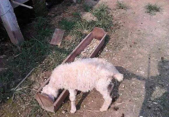 羊拉稀6种防治方法,就地取材!省钱有效!_发病_羊羔_粪便