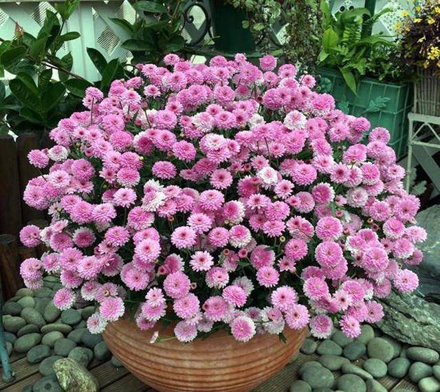 颜值王玛格丽特,简单一打理,花比叶子多