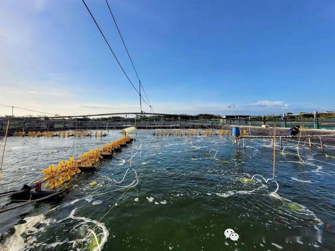 慎重虾塘要不要消毒你问过虾菌藻的意见吗