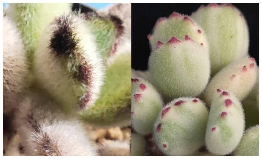 多肉植物熊童子与黑兔耳 为什么大家喜欢熊童子 来看一看分析吧 白熊 毛绒绒 颜色