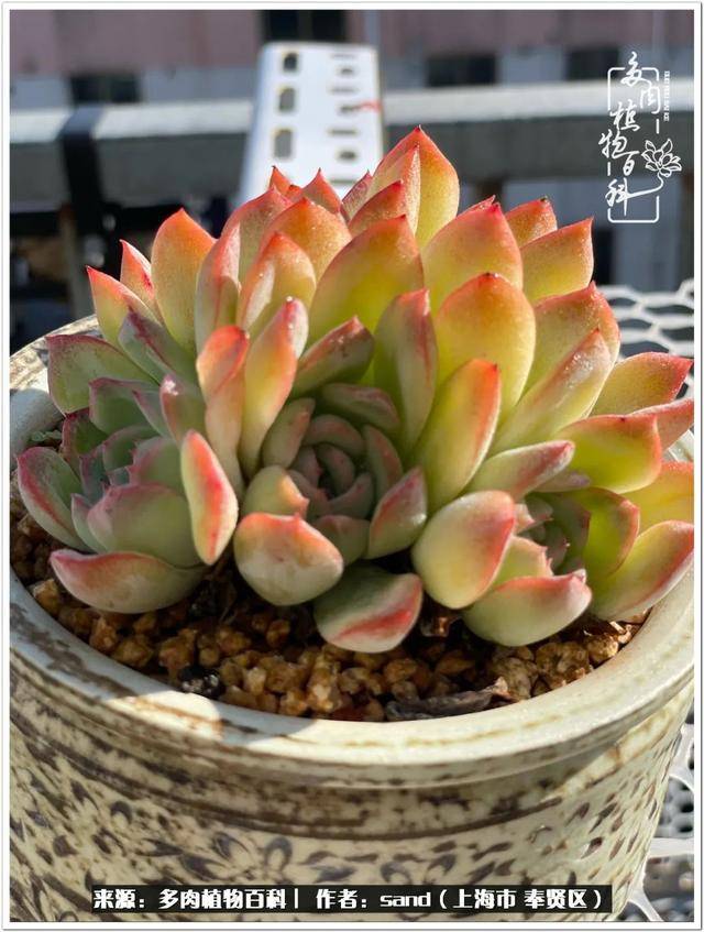 目光所及之处,满目色彩皆是多肉