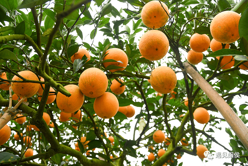 鸿尾的脐橙开摘啦!_林丽丁_果园_游客