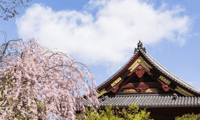 國內櫻花眾多國人為何跑日本看?在東京櫻花園,聽中國大媽怎麼說