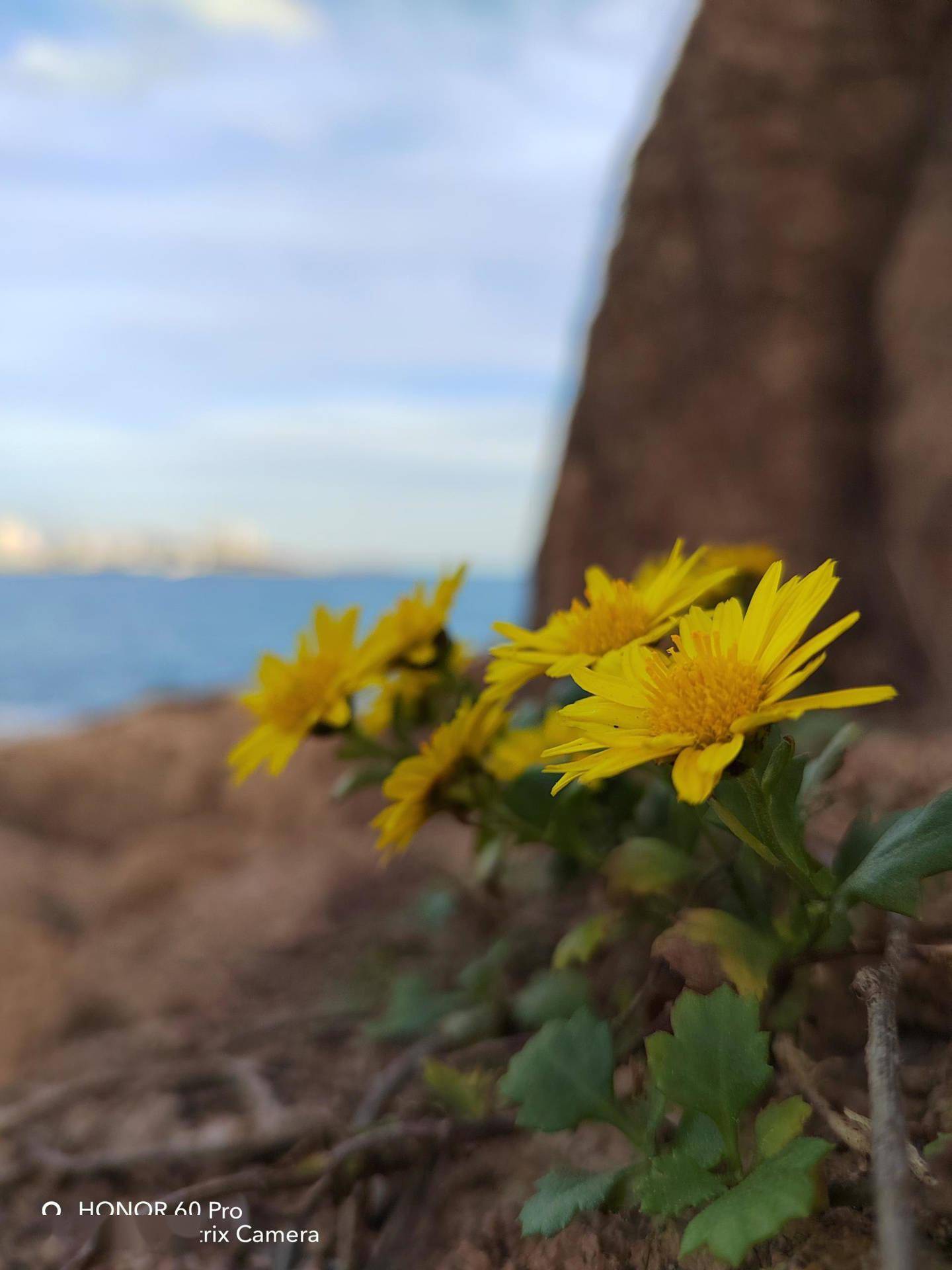 荣耀 60 Pro 首发评测：美学基因浓厚，影像体验进阶