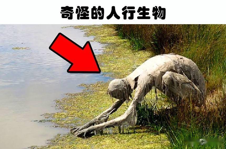 沼泽里的危险生物图片