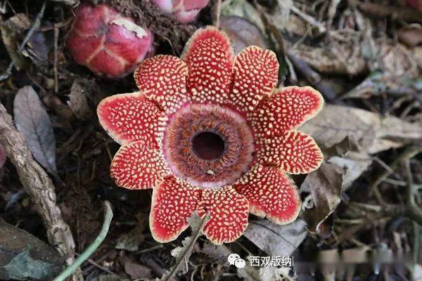 科研所开展寄生花监测工作 植物 基诺 西双版纳