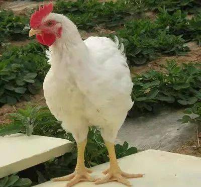 禽业观察小白鸡的现状与未来市场展望