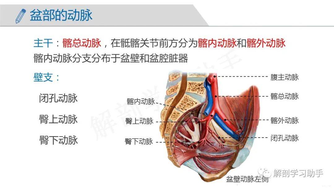 人體解剖學課件——脈管系統-動脈_青田_cn_異議