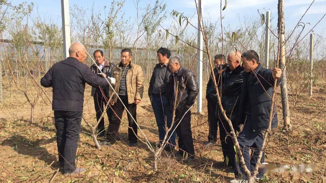 修剪桃树冬季修剪见图支招修正错误