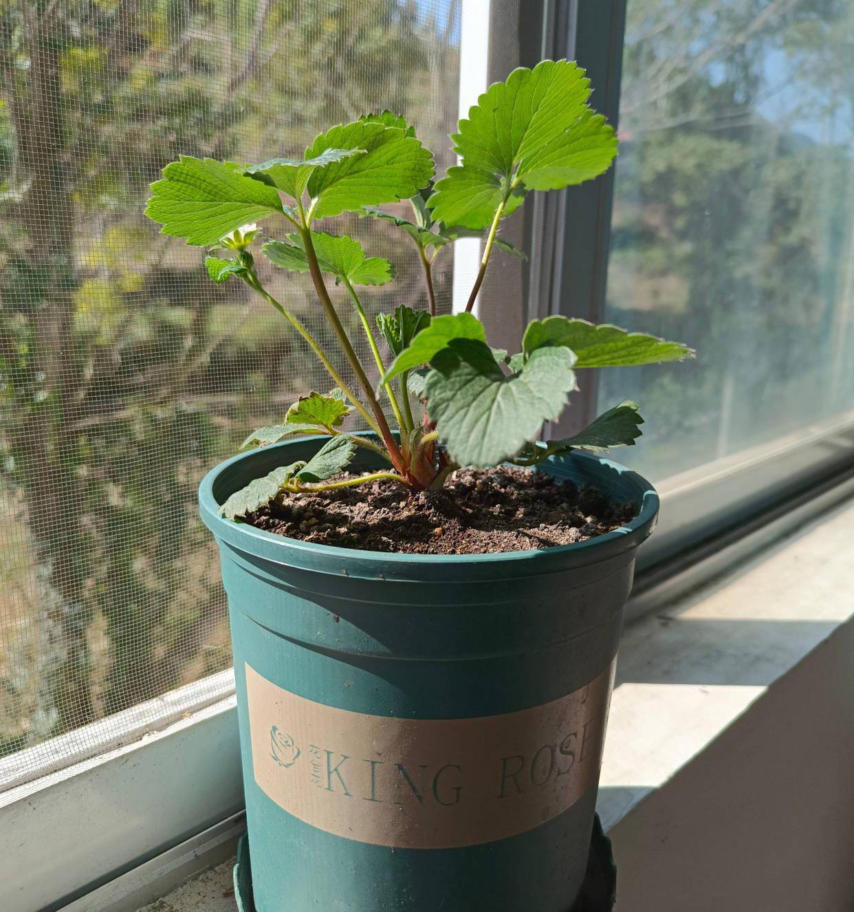 教你3招,盆盆都果实累累,体验收获的乐趣_盆栽_花盆里_苗成功