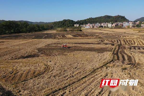 江华涛圩镇烟田翻耕起垄忙