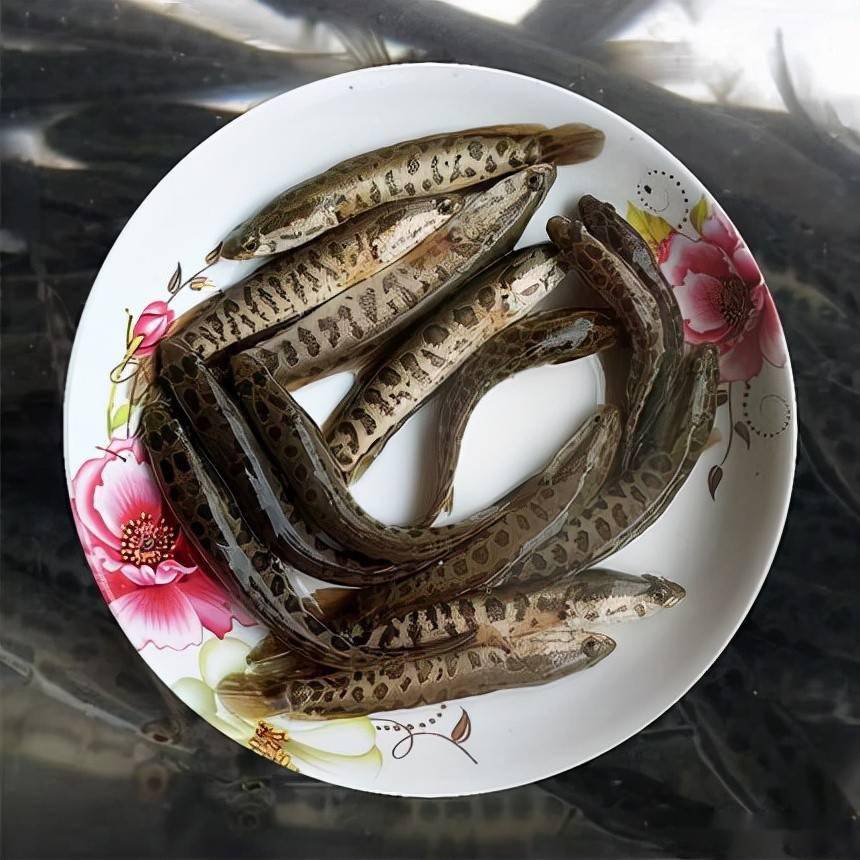 稻田养殖杂交乌鳢实例及综合效益分析_kg_种养_品种