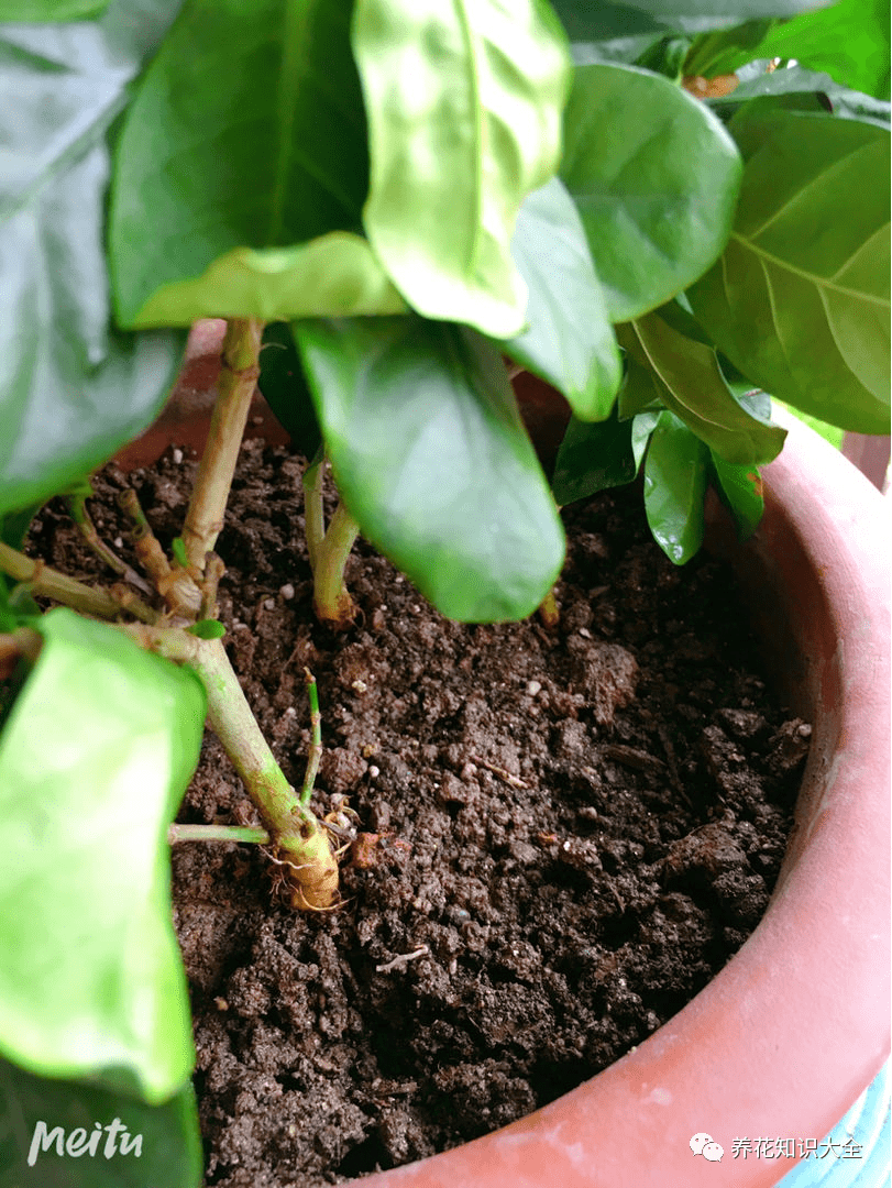 树枝可以当茶叶浇花吗（树枝可以当茶叶浇花吗视频） 树枝可以当茶叶浇花吗（树枝可以当茶叶浇花吗视频）《茶叶树枝能泡水喝吗》 茶叶资讯