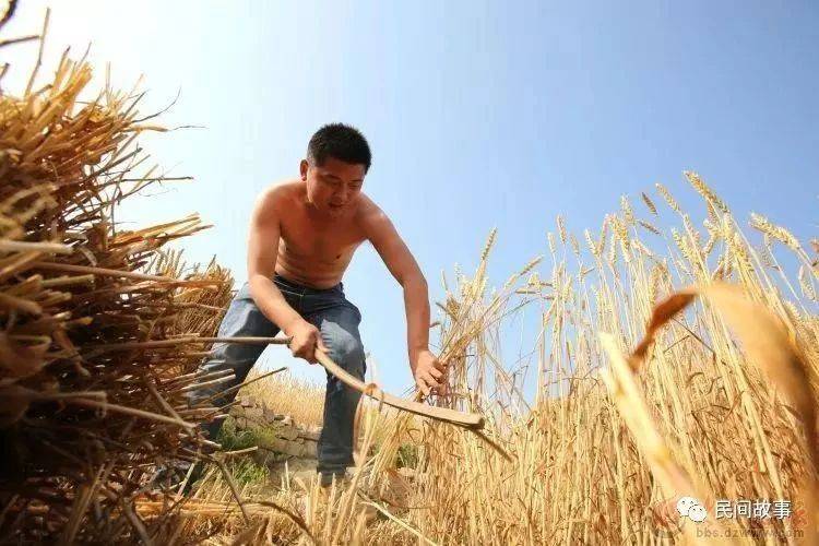 割麦｜小伙子不想割麦，去城里找工作，没想到工作还是割麦_父亲_麦子_农活
