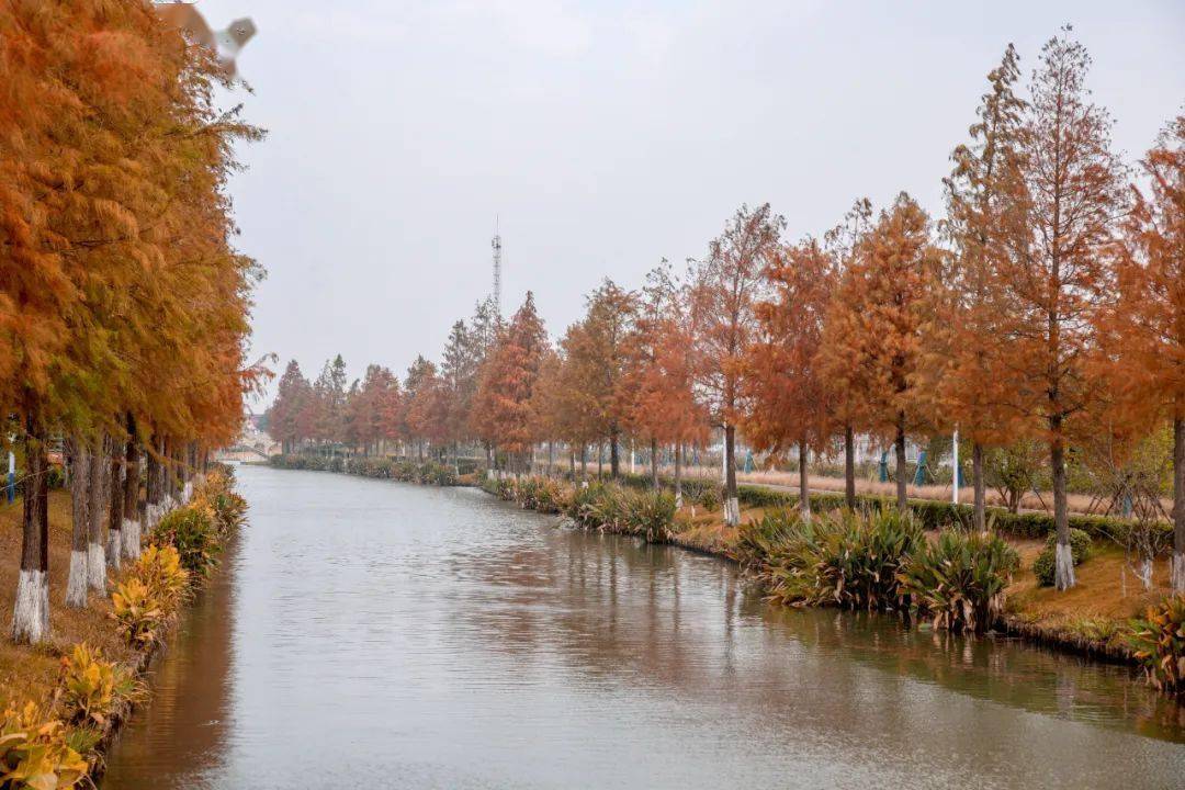 新镇新貌区委常委政法委书记张磊到川沙新镇调研