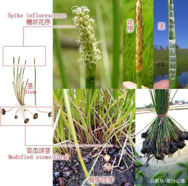 地下匍匐莖末端便用來儲藏養分以至變態發育成球莖,球莖即馬蹄;當然