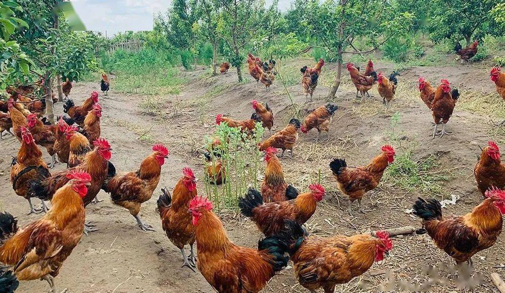 香喷喷的林地鸡全是妈妈的味道