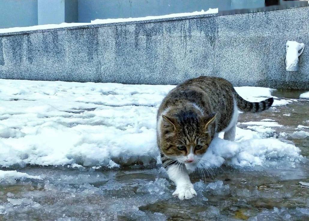 显得|【雪落象牙塔】银装素裹龙中医 执笔漫漫杏园情