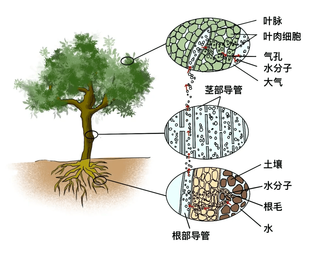 树木横切面结构功能图图片