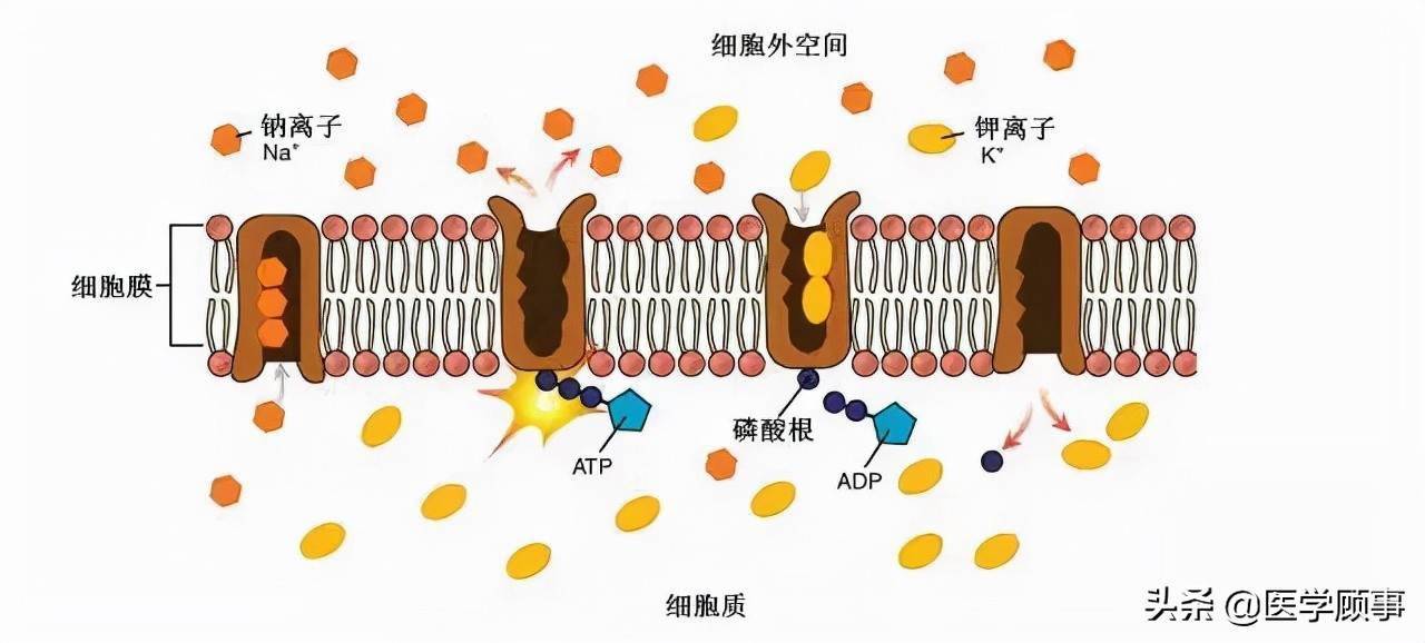 海水_卡伦_神经细胞