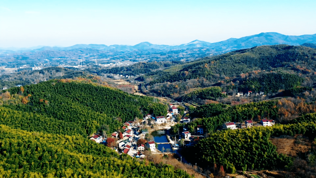 冬筍是大自然給當地最好的饋贈青山綠水 竹海仙境天目湖鎮平橋村靈官