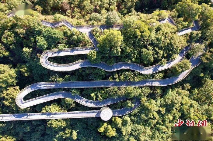 空中鸟瞰"福道",整个栈道被绿树包围. 王东明 摄