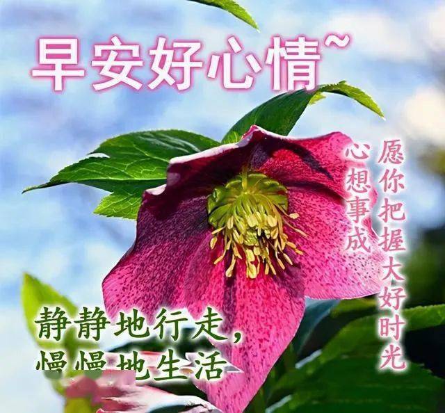 早上好表情包美好的清晨祝你天天开心顺心顺意
