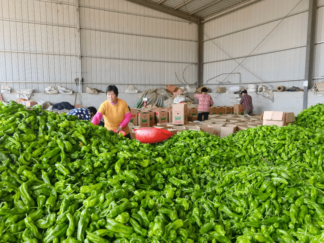 蔬菜批发市场_种植户_古邵镇