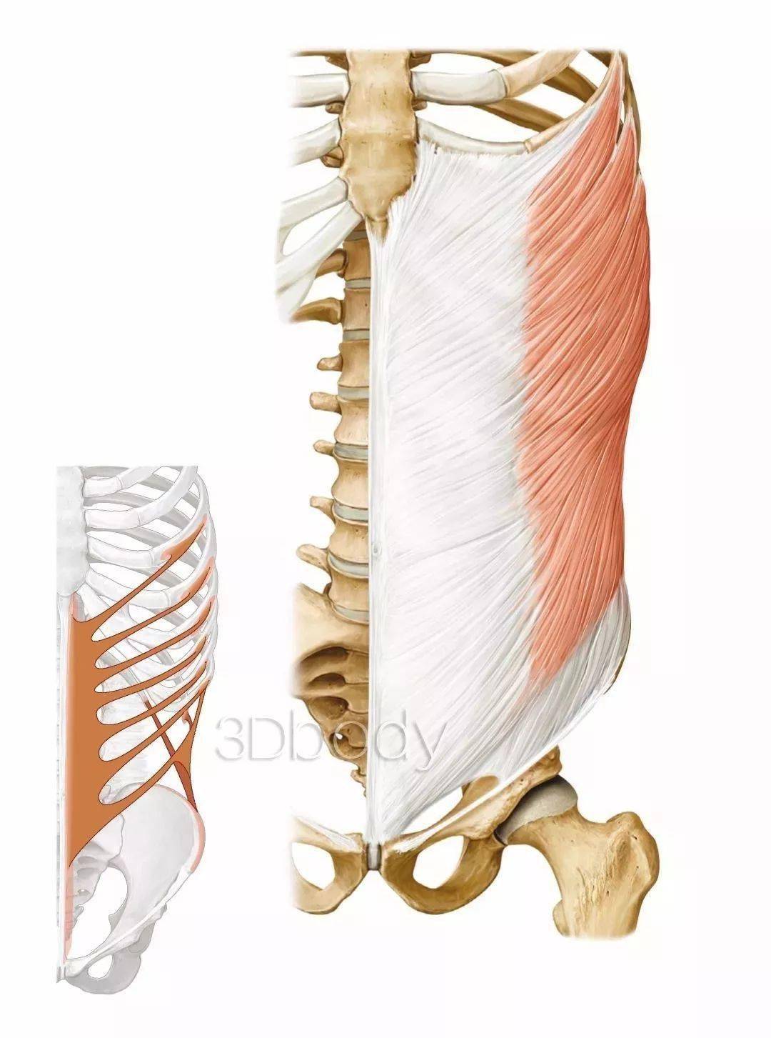 体侧线腹外斜肌腹内斜肌