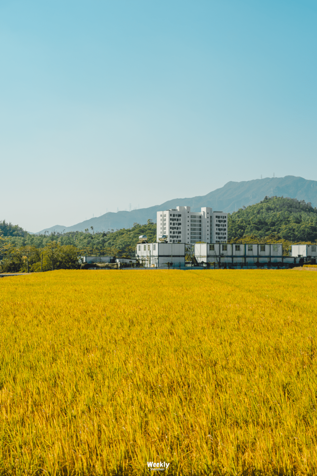 花海|曝光深圳「花海梯田」，去过算我输