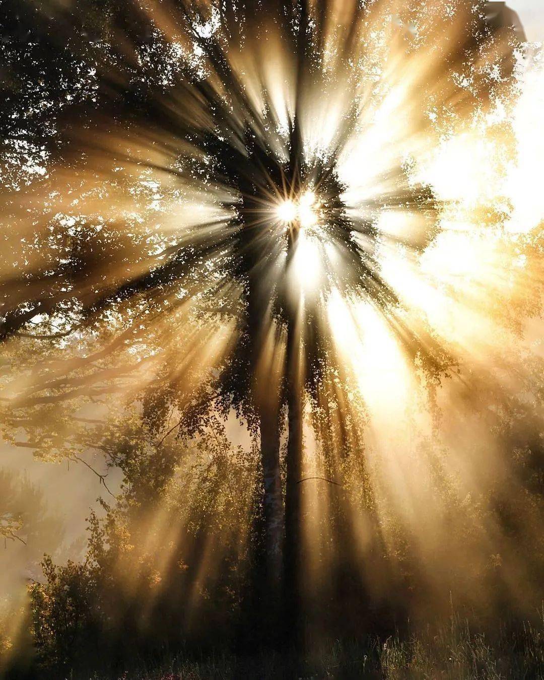 每一棵树都有阳光的力量