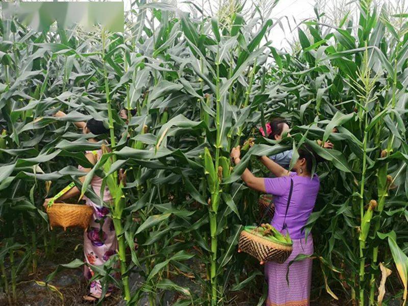 西双版纳特有的小包谷玉米又甜又糯